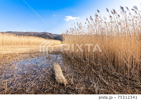 北上川黄金色ヨシ原のヨシ刈りヨシ束 75312341
