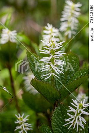 春の山林に咲く白い花 ヒトリシズカの写真素材