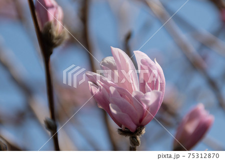 春の青空とピンクのコブシの花の写真素材