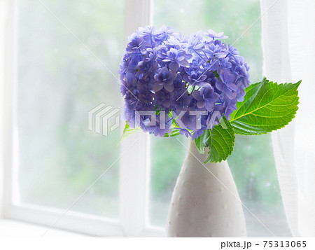 梅雨の日の窓に置かれた紫陽花 梅雨の日の窓に置かれた紫陽花 75313065