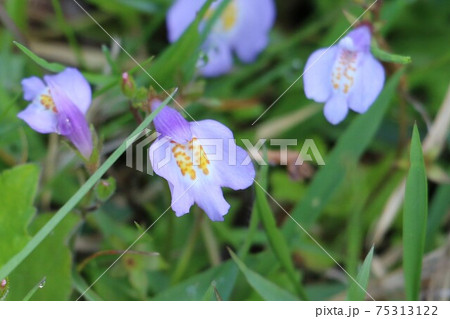 群舞するムラサキサギゴケ 群舞するムラサキサギゴケ 75313122