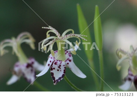 不思議な形の花をつけるホトトギス 75313123