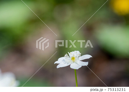 春の野山に咲く白い可憐な花 ニリンソウの写真素材