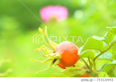 ハマナスの実と花の写真素材 ハマナスの実と花の写真素材