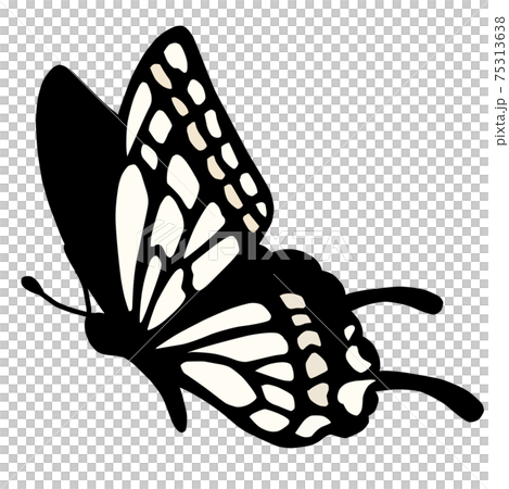 Swallowtail butterfly Swallowtail butterfly 75313638