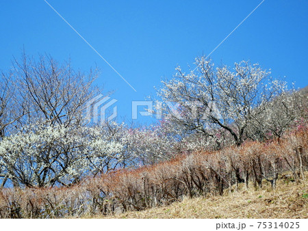 2月下旬、五分咲きの湯河原梅林、別名「幕山公園(幕山公園)」、ここはJR湯河原駅からバスで10分 2月下旬、五分咲きの湯河原梅林、別名「幕山公園(幕山公園)」、ここはJR湯河原駅からバスで10分 75314025