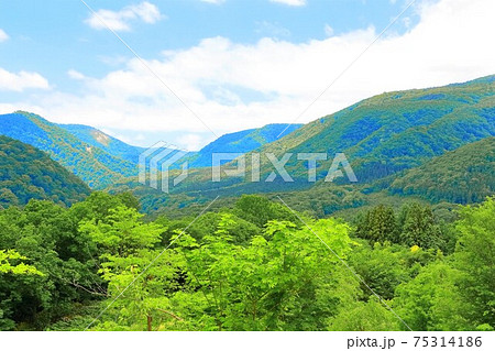 新緑の不忘山山麓 新緑の不忘山山麓 75314186