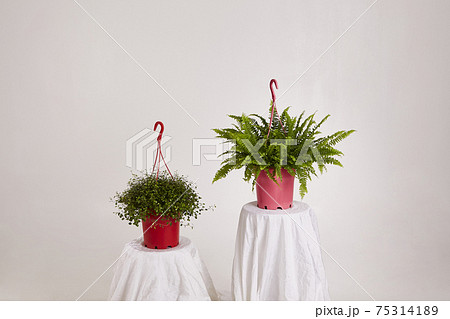 リング ただし ボストンシダ 75314189