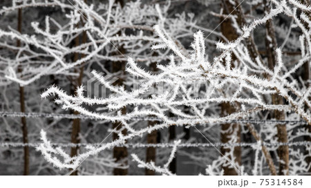 冬 雪景色 積雪 75314584