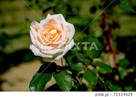 バラの花　オジアーナ 75314629
