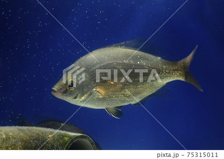 マタナゴ ウミタナゴ タナゴ マタナゴ ウミタナゴ タナゴ 75315011