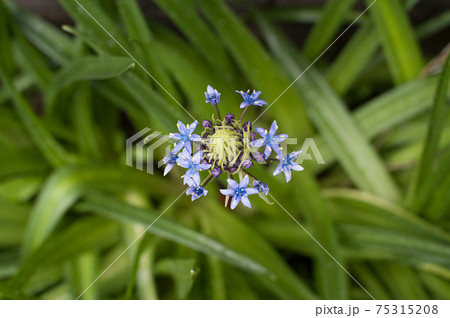 お花 75315208