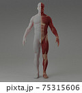 3d rendering illustration of muscle 75315606