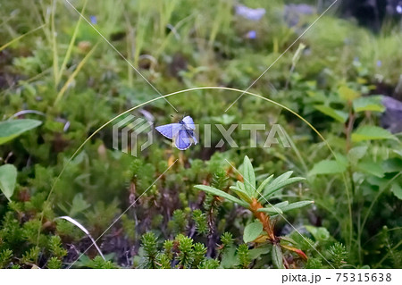 カラフトルリシジミの飛翔(北海道・鹿追町) カラフトルリシジミの飛翔(北海道・鹿追町) 75315638