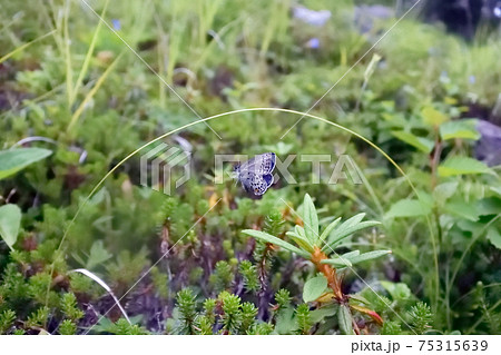 カラフトルリシジミの飛翔（北海道・鹿追町） 75315639