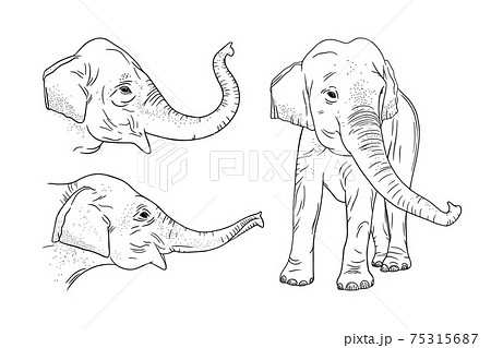 Realistic elephant set isolated on whiteのイラスト素材