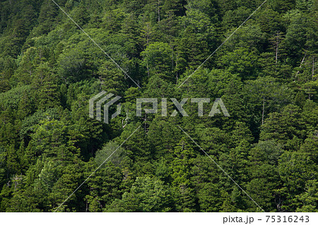 日本三大美林アオモリヒバの森 75316243