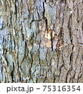 樹の皮 75316354