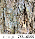 木の皮 75316355