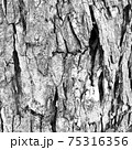 木の皮のモノクロ写真 75316356