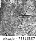 年輪のモノクロ写真 75316357