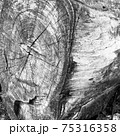 木の株のモノクロ写真 75316358