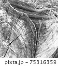 木の株のモノクロ写真 75316359