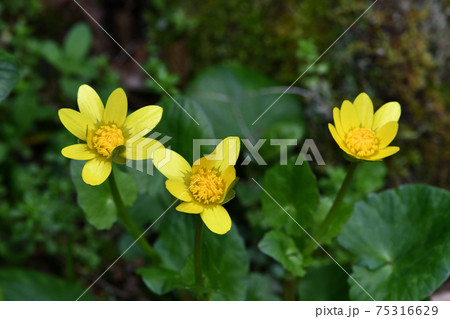 ヒメリュウキンカ 姫立金花 の花の写真素材