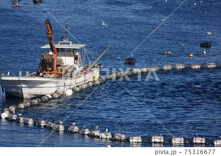高知柏島のマグロの養殖場 高知柏島のマグロの養殖場 75316677