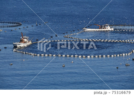 マグロ養殖場の二隻の漁船 75316679