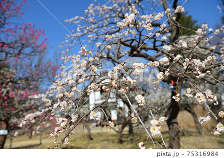 府中市郷土の森博物館　梅　青空 75316984