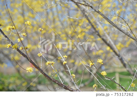 サンシュユ　府中市郷土の森博物館　青空 75317262