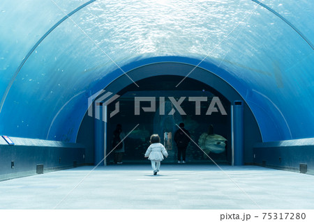 水族館/水中トンネル 75317280