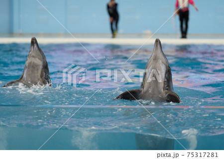 水族館/イルカショー 75317281
