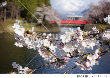 満開の桜と赤い橋　松岬公園 75317285