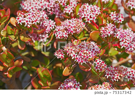白いカネノナルキの花 75317342