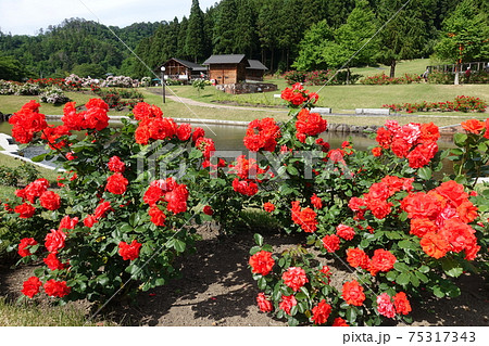 バラ 薔薇 ばら 東沢バラ公園 バラ 薔薇 ばら 東沢バラ公園 75317343