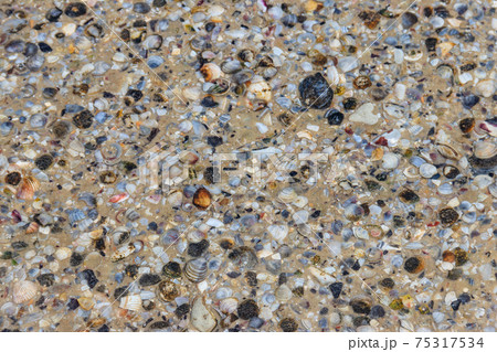 Background of the sea shells 75317534