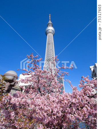 東京スカイツリーと満開のサクラ 東京スカイツリーと満開のサクラ 75317603