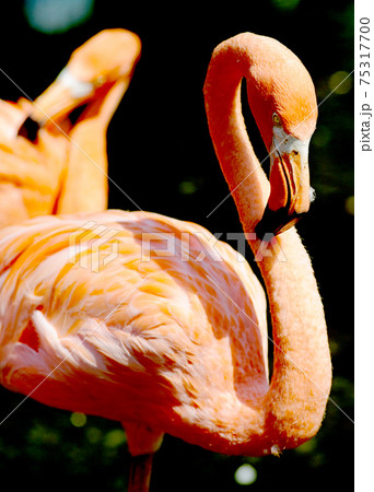 フラミンゴ 75317700