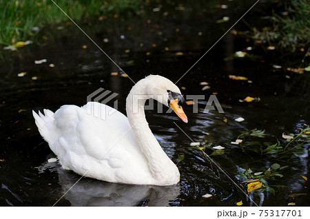 白鳥 白鳥 75317701