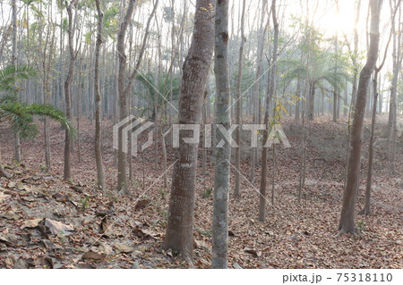 tree closeup on forest with nature 75318110