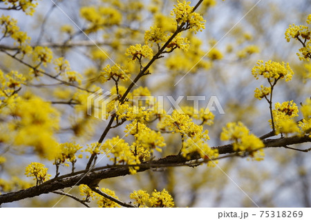 満開のサンシュユ1 満開のサンシュユ1 75318269
