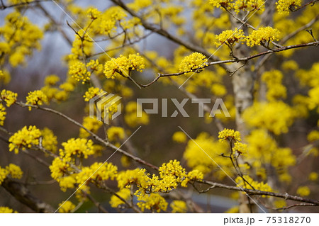 満開のサンシュユ2 75318270