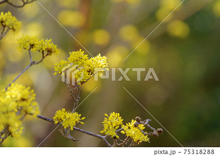 背景玉ボケのサンシュユ4 75318288