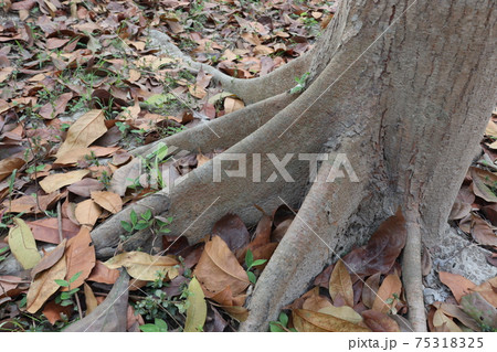 tree roots closeup with ripe leaf on forest tree roots closeup with ripe leaf on forest 75318325