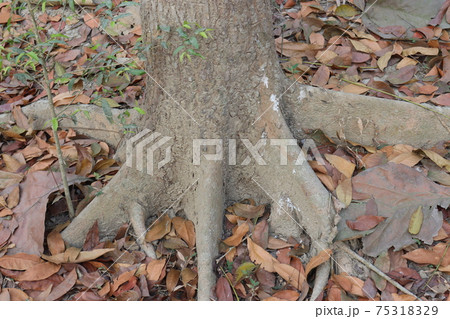 tree roots closeup with ripe leaf on forest tree roots closeup with ripe leaf on forest 75318329