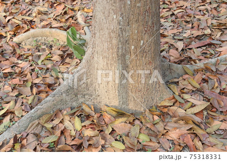 tree roots closeup with ripe leaf on forest tree roots closeup with ripe leaf on forest 75318331