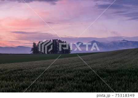 朝焼け空と美瑛の丘の風景 朝焼け空と美瑛の丘の風景 75318349