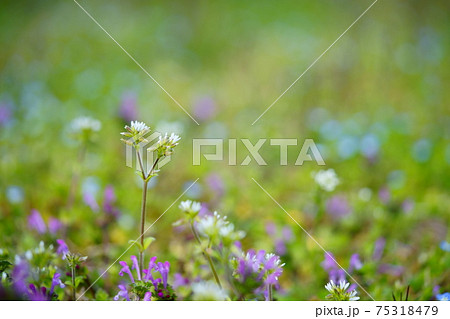 葉の野草・オオイヌノフグリ・ホトケノザ・オランダミミナグサ5 75318479